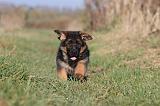 BERGER ALLEMAND 589